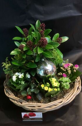 Plant arrangement in basket. Exclusive.