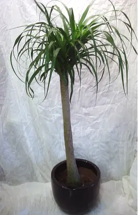 beaucarnea-pot.gif
