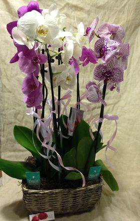 Phalaenopsis orchid (2) plants  in "artstone" fine plastic pot or basket with Clay (hydroculture) (4) plants exclusive.