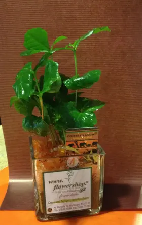Plant Coffea in glass vase.!!!
