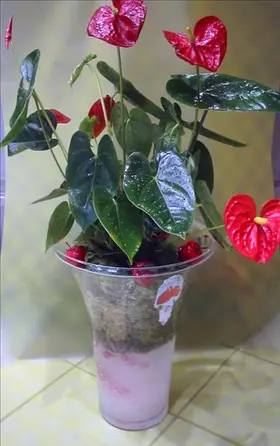 anthurium glass.jpg