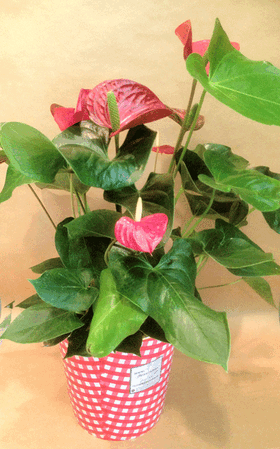 Valentine anthurium. Love plant in  pot.