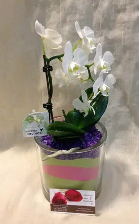 Phalaenopsis Orchid "Kolibri" + Pot !!! (1) Plant.Special.