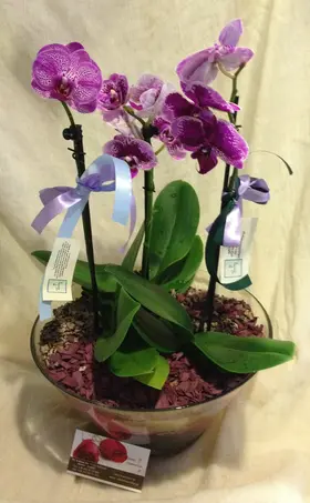 Ορχιδέα Phalaenopsis mini (υβρίδιο) σε γυάλινο βάζο ή ποτ!!! Πολυτελές.