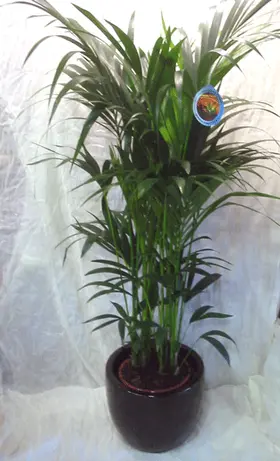 Plant Howea(kentia) fosterianna or Chrysalidocarpus height appr. 1,20-1,40 m. in fine ceramic pot