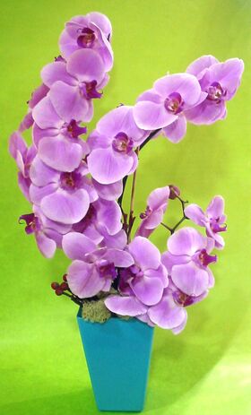 Vase with phalaenopsis "multi colors"