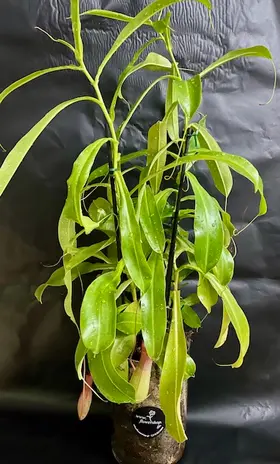 Nepenthes Alata or Bloody Mary Plant Carnivorous (1) piece  in glass vase or ceramic pot with Decoration. Big Size Pot 12cm.