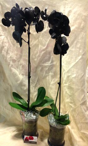 Phalaenopsis Black Dyed In Vase."Buy Exclusive Get Twins"!!!