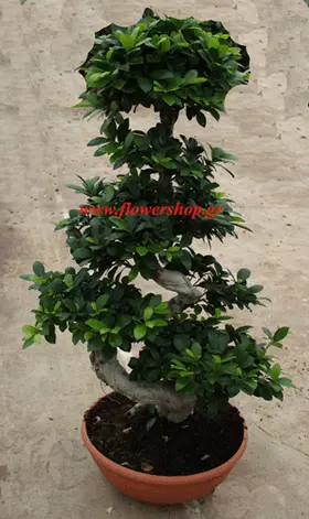 Bonsai exclusive S-form