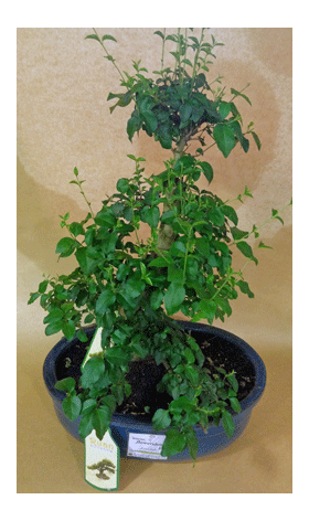 Bonsai plant