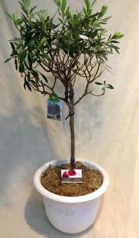 Olea Europaea Plant Πολυτελής