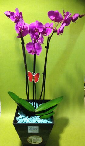 phalaenopsis orchid special in artstone pot