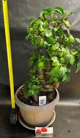 Bonsai exclusive 60cm Height. Ficus Microcarpa Ginseng.
