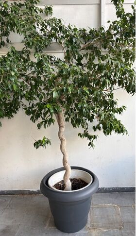 Φυτό Φίκος "Twisted Stem"  ύψους περ. 3.50m. σε ποιοτική γλάστρα. Ηλικία (30+) έτη.