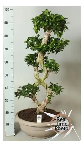 Bonsai plant (big size) height appr. 1.00m. in pot !! Ficus Ginseng 8 Shape!!!!