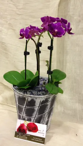 Ορχιδέα Phalaenopsis mini (υβρίδιο) σε γυάλινο βάζο ή ποτ!!! Ιδιαίτερο.