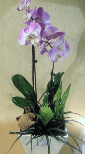 Ορχιδέα φαλαίνοψις φυτό "(2) στελέχη λουλουδιών" Σύνθεση με Tillandsia