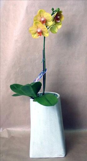 Plant phalaenopsis orchid in ceramic pot