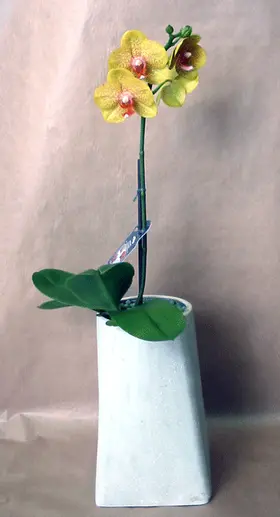 Phalaenopsis orchid
