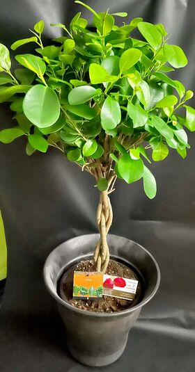 Ficus Microcarpa-Moclame (1) Plant In Quality Pot Or Basket. (90)cm Height  "Twisted"