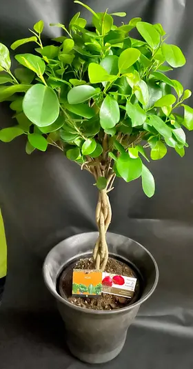Ficus Microcarpa-Moclame (1) Φυτό Σε Ποιοτική Γλάστρα ή Καλάθι. (90)cm Ύψος "Twisted"