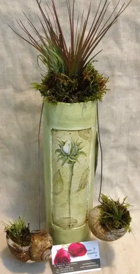 Αερόφυτα "Tillandsias" Σε Διακοσμητικό Βάζο & Σαλιγκάρια (κέλυφος) φυτεμένα. Εξτρα Σπέσιαλ !!!