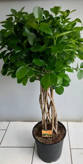 Φυτό Ficus Moclame Shaped Stem !!! . Ύψος περ. 110cm.