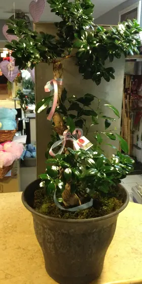 Bonsai exclusive S-form.Special Pot
