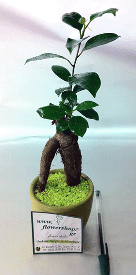 Ficus "ginseng" plant in fine ceramic pot!!!