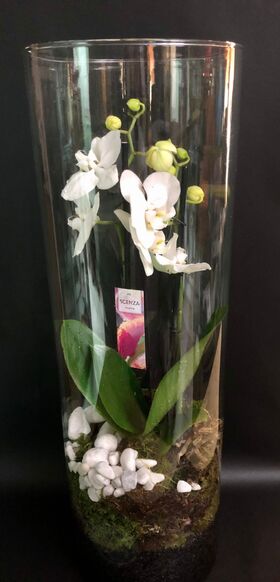 Exclusive Phalaenopsis Orchid Plant Arrangement In "Cylinder" Vase