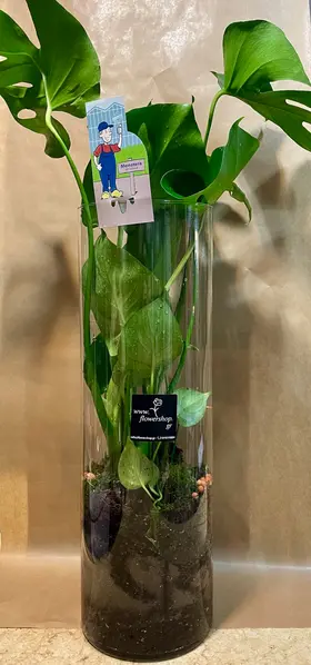 Φυτό Monstera Deliciosa. Σε κυλινδρικό γυάλινο βάζο 60εκ.χ20εκ.