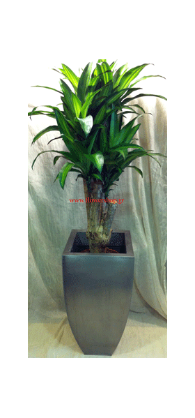 Plant Dracaena Massangeana Branched height appr. 2,00m .in set with zink pot.