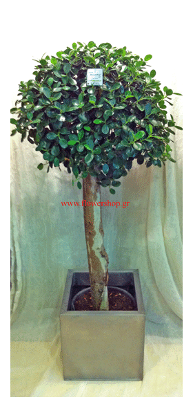 Plant Ficus Panda or Nitida height appr.1,80m .In set with zink pot.