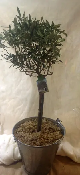 Olea Europaea Plant Πολυτελής