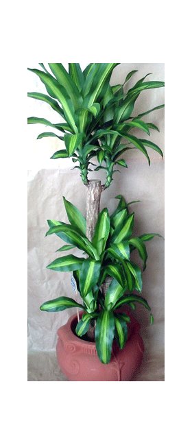 Φυτό δράκαινα μεσεντζάνα