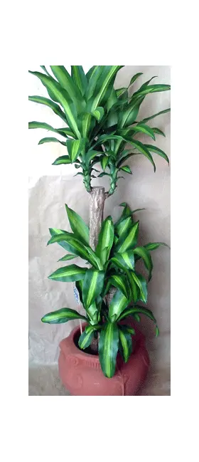 Plant dracaena messengana