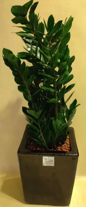 Φυτό Zamioculcas ύψους περ.1.20m. σε ποιοτική γλάστρα.Κεραμική ή μεταλική.