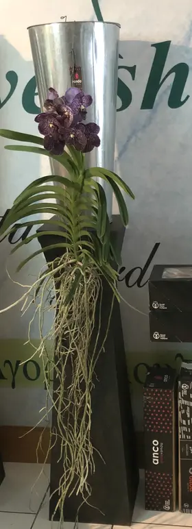 Vanda Orchid in glass vase
