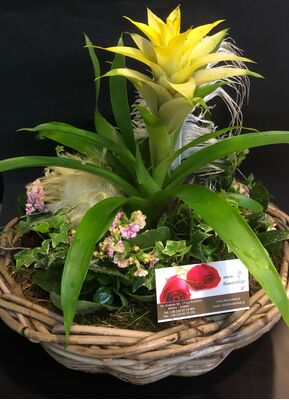 Easter Decorated Plants In Big Quality Basket !!! (components may vary)