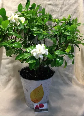 Gardenia in Zink Decorative Pot
