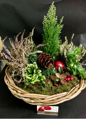 Christmas Plants in basket - (3) Plants & Decoration !!! (Random varieties & colors)