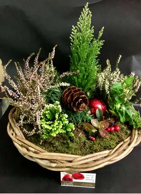 Christmas Plants in basket - (3) Plants & Decoration !!! (Random varieties & colors)