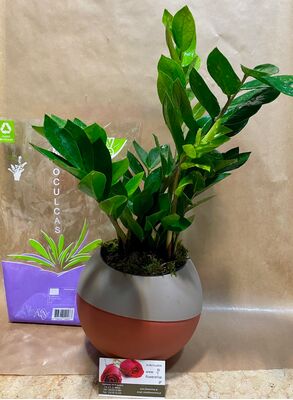 Zamioculcas plant in modern pot "Globee"