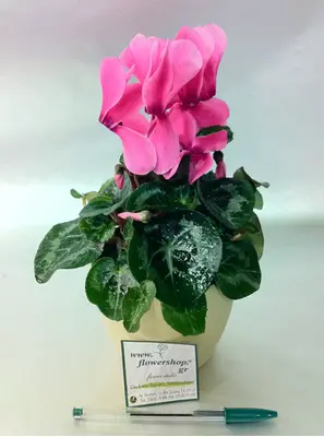 Cyclamen plant in fine ceramic pot!!!