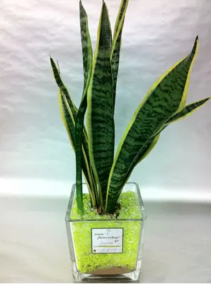 Plant sansevieria