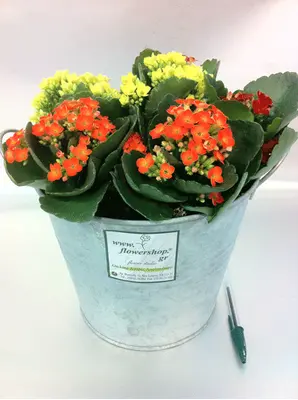 Φυτά kalanchoe  σε ποτ zink "planters"  με αξεσουάρ!!!