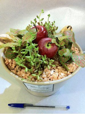 Plant arrangement in pot