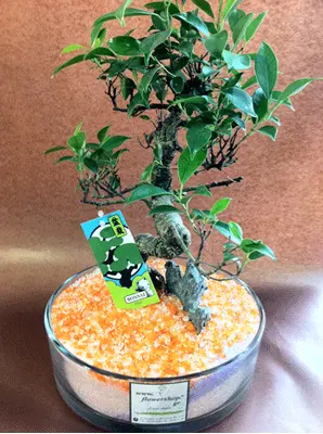 Bonsai plant in glass pot