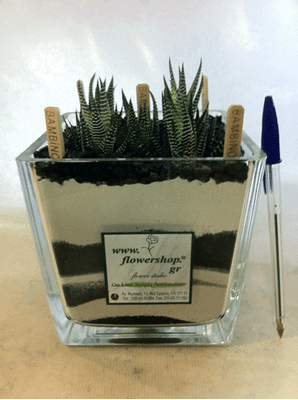 Φυτά haworthia σε γυάλινο βάζο
