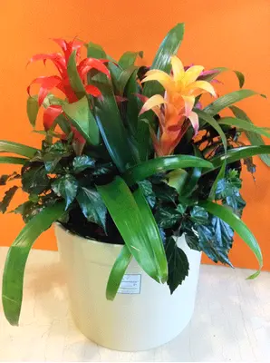 Arrangement of plants in large ceramic pot